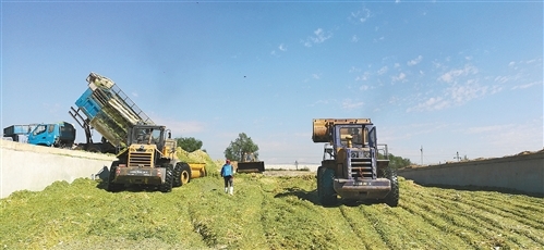 我國自主研發(fā)青貯飼料專用復(fù)合微生物菌劑，推動生物飼料產(chǎn)業(yè)創(chuàng)新發(fā)展